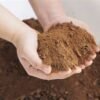 PALM KERNEL - Image 5