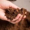 PALM KERNEL - Image 4