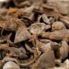 PALM KERNEL - Image 3